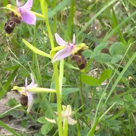 Les Orchidees